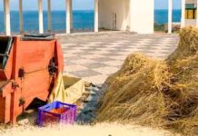 Debulha do trigo revive tradição na Ponta do Pargo