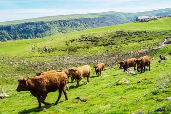 vacas