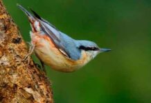 Madeirenses em concurso de aves