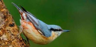 Madeirenses em concurso de aves