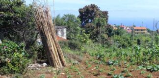 Festival Agrícola e RepentiFestival Agrícola e Repentista da Madeirasta da Madeira