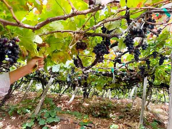 UVAS