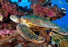 Tartarugas marinhas na Madeira
