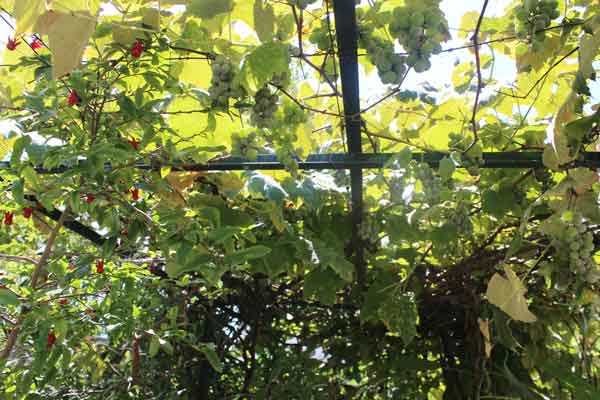 uvas